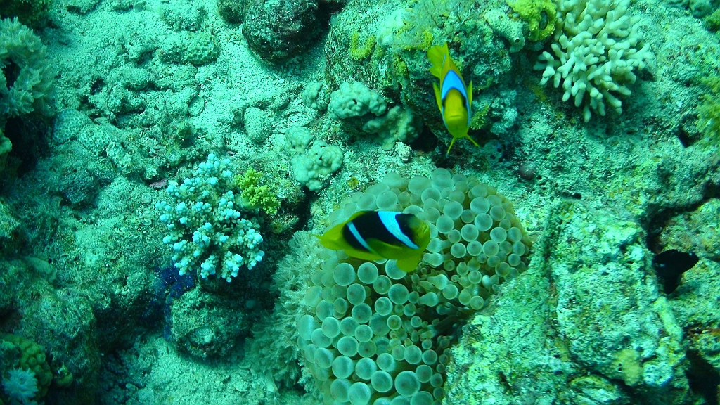 Original image